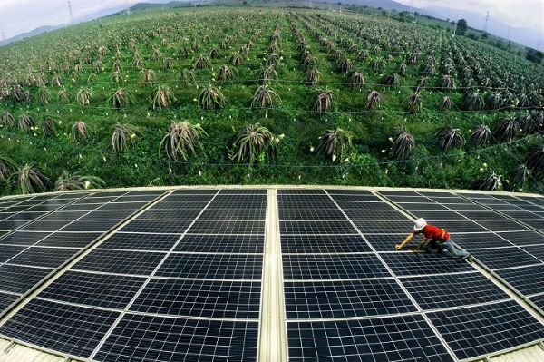 Điện mặt trời cung cấp hệ thống chiếu sáng hiệu quả cho cây trồng